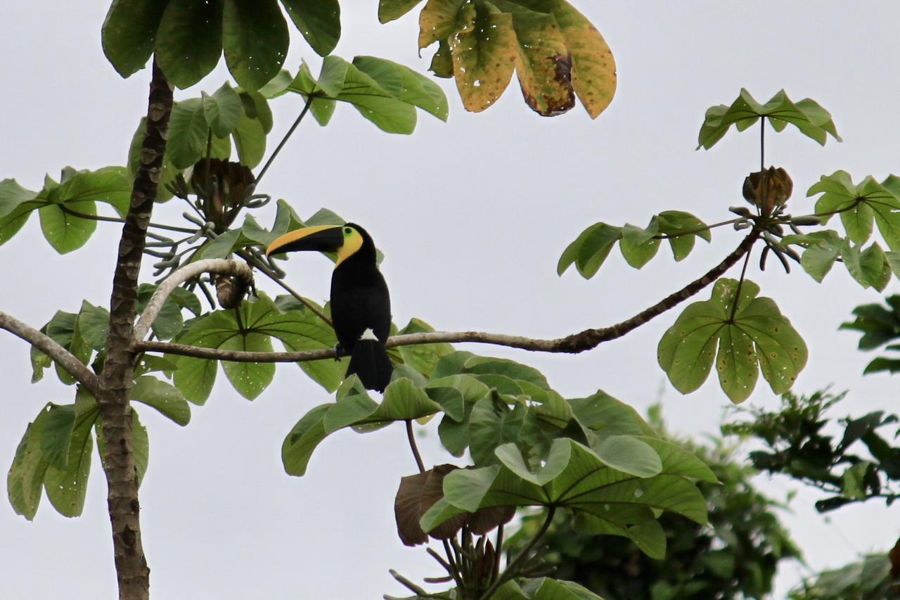 Jardin Botanico Del Pacifico Y Mecana Ecohotel Bahia Solano Buitenkant foto
